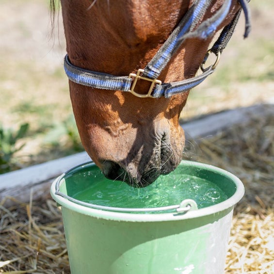 Feed & Water Accessories