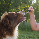 Zusatzfuttermittel für Hunde