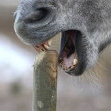 Productos antimordeduras para caballos
