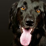 Produkte für den Hund