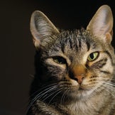 Produkte für die Katze