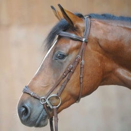 Kavalkade Bridle 