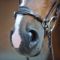 Kavalkade Bridle 