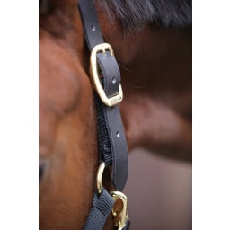 Kentucky Horsewear Halter 