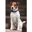 Collar para Perros de Nailon Trenzado - Azul Marino