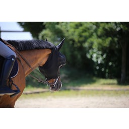 Kentucky Horsewear Vliegenmasker Slim Fit