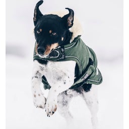 Kentucky Dogwear Dog Coat Waterproof 300 g, Olive Green