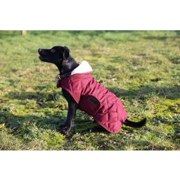 Kentucky Dogwear Hundemantel bordeaux