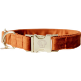 Kentucky Dogwear Dog Collar Velvet, Orange