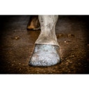 Excellent Horse Hi Gloss Glitter Hoof Varnish - Silver